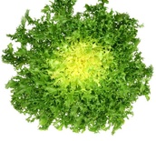 Frisee Salad each 200g