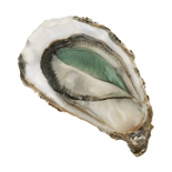 Oysters from Claires Marennes Oleron N3 x24