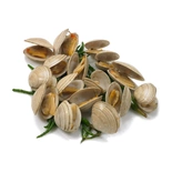 Clams live 1kg